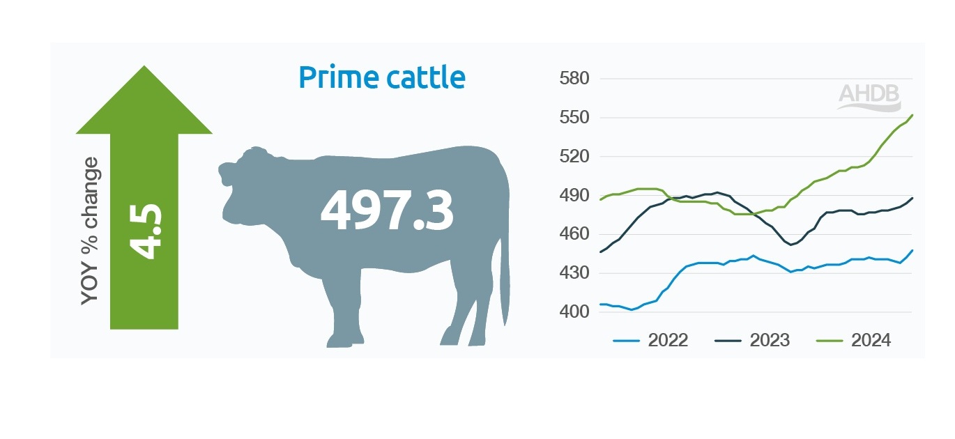 GB Prime cattle price 2024